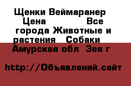 Щенки Веймаранер › Цена ­ 40 000 - Все города Животные и растения » Собаки   . Амурская обл.,Зея г.